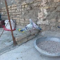 بزک سیاه پلاکی|پرنده|حمیدیا, |دیوار