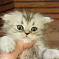 اسکاتیش لانگ هیر نر