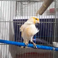 قناری موزاییکی خوشرنگ|پرنده|خواف, |دیوار