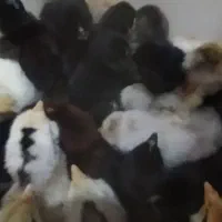 جوجه لری چند روزه|حیوانات مزرعه|شهرضا, |دیوار