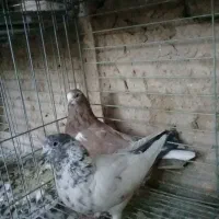 کفتر پرشی.خارجی.یزدی|پرنده|یزد, |دیوار