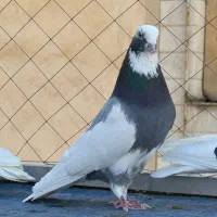 کبوتر یا کفتر گرو