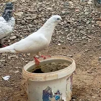 ماده پتی نر سیمانی