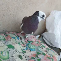 دو عدد تهرانی