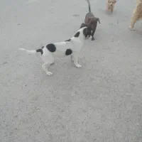 سگ پاکوتاه پرو