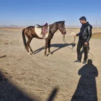 اسب یورقه|اسب و تجهیزات اسبسواری|تربت جام, بوستان وحدت|دیوار