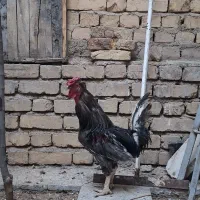 خروس