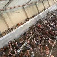 مرغ ۱ساله تخمگذار