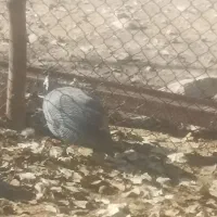 بوقلمون اردک مرغ شاخدار