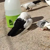 یک جفت دم سیاه درجه یک کشیده|پرنده|جم, |دیوار