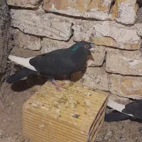 یک جفت قارا نشاد خوب پرشی پرشی چشم قرمز خون|پرنده|اقبالیه, |دیوار