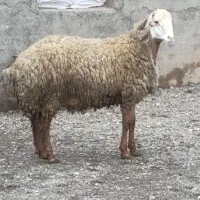 کاور نر مغان