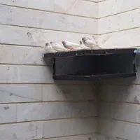 عروس هلندی  و فنج گلدین|پرنده|اردبیل, |دیوار