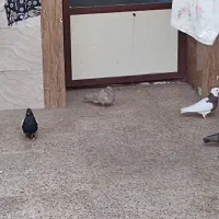 16عدد کفتر|پرنده|اردکان, |دیوار