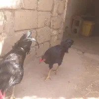 سلام ۲عددخروس خالص سیاه نژادچهال تاج جوان