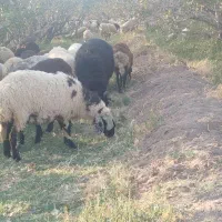 گوسفند میش جوان رفسنجون|حیوانات مزرعه|رفسنجان, |دیوار