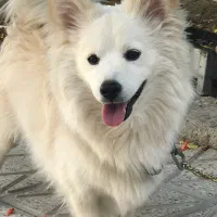 سگ میکس اشپیتز ژاپنی|سگ|لنجان, |دیوار