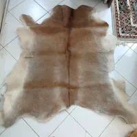 پوست گاو دباقی شده