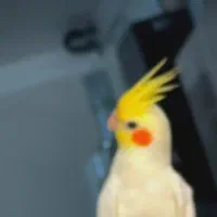 ده میلیون  مژدگانی  برای یابنده عروس هلندی