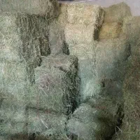 یونجه چین اول