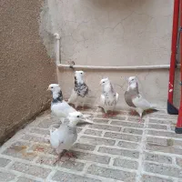 طوقی عتیقه عشق باز