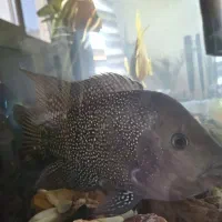 ماهی فلاور|ماهی|مشهد, حجت|دیوار