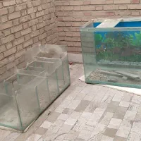 آکواریوم شیشه منحنی آلمانی