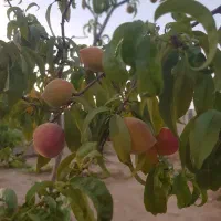 باغ  ۵۲۰ متری روستای آقا بزرگی حد فاصل زردین نیر|فروش دفتر صنعتی، کشاورزی، تجاری|نیر (یزد), |دیوار