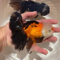 گلدفیش تاپ گرید سلکت شده