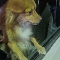 سگ گمشده|سگ|تهران, مسعودیه|دیوار