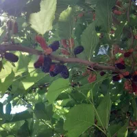 توت سیاه|خوردنی و آشامیدنی|خوشرودپی, |دیوار