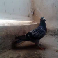 دوبر