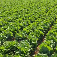 کاهو رایدرپلاس|خدمات باغبانی و درختکاری|دزفول, |دیوار