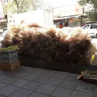 جارو