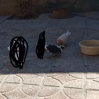 کبوتر