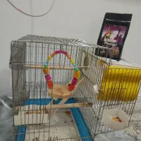 قفس طوطی ، عروس هلندی