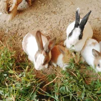 تعدادی خرگوش فروشی