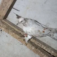 کبوتر|پرنده|رشت, هلال احمر|دیوار