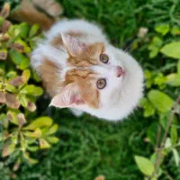 واگذاری بچه‌گربه نر سه‌ماهه، پشمالو و خوشگل