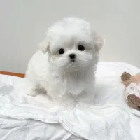 پودل، مالتیز،شیتزو|سگ|ارومیه, |دیوار