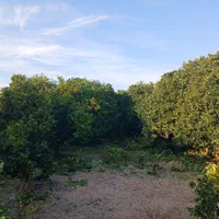 هرس وکودهی وبیل زنی.علف تراشی و آزمایش خاک|خدمات باغبانی و درختکاری|ساری, |دیوار