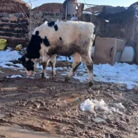 گوساله نر‌