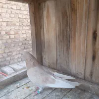 کفتر