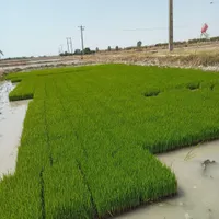 تیم سبدی درجه یک با بهترین بذر