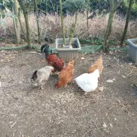 فروش مرغ و خروس محلی|حیوانات مزرعه|تنکابن, |دیوار