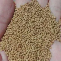 کسانی که دنبال پابلند هستن در خدمتم خارجی اصل|خدمات باغبانی و درختکاری|خرم‌آباد, |دیوار