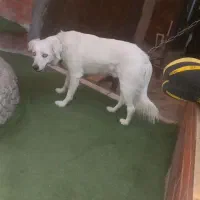 سگ هاسکی خونگی