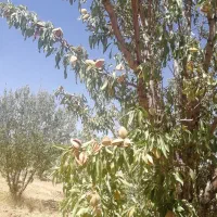 باغ بادام ۲۳۰۰متر|فروش زمین و ملک کلنگی|بروجن, |دیوار