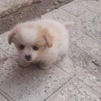 سگ پاپی اشپیتز