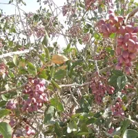 خدمات هرس و پتار و پیوند زنی درختان پسته